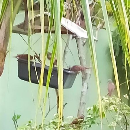 Paraiso Aconchegante Casa Espacosa E Muito Verde Caraguatatuba Exterior foto